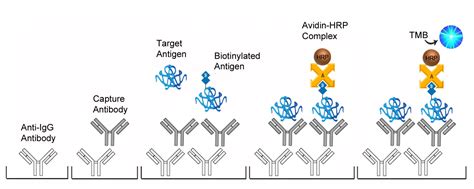 human testosterone elisa